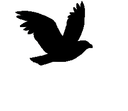 Flying Crow 1