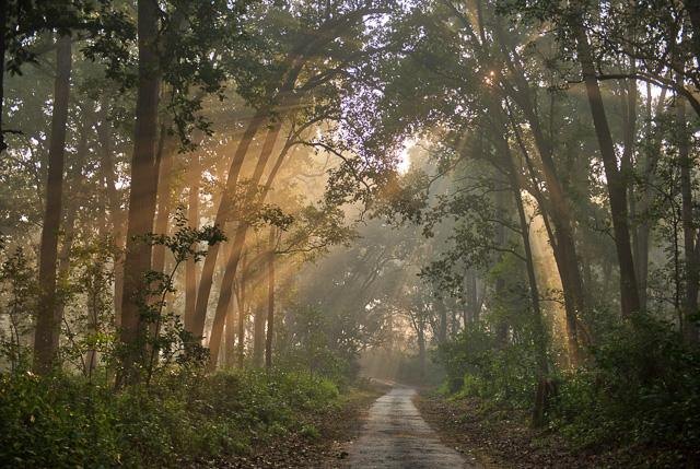 Sunlight through the sal forest