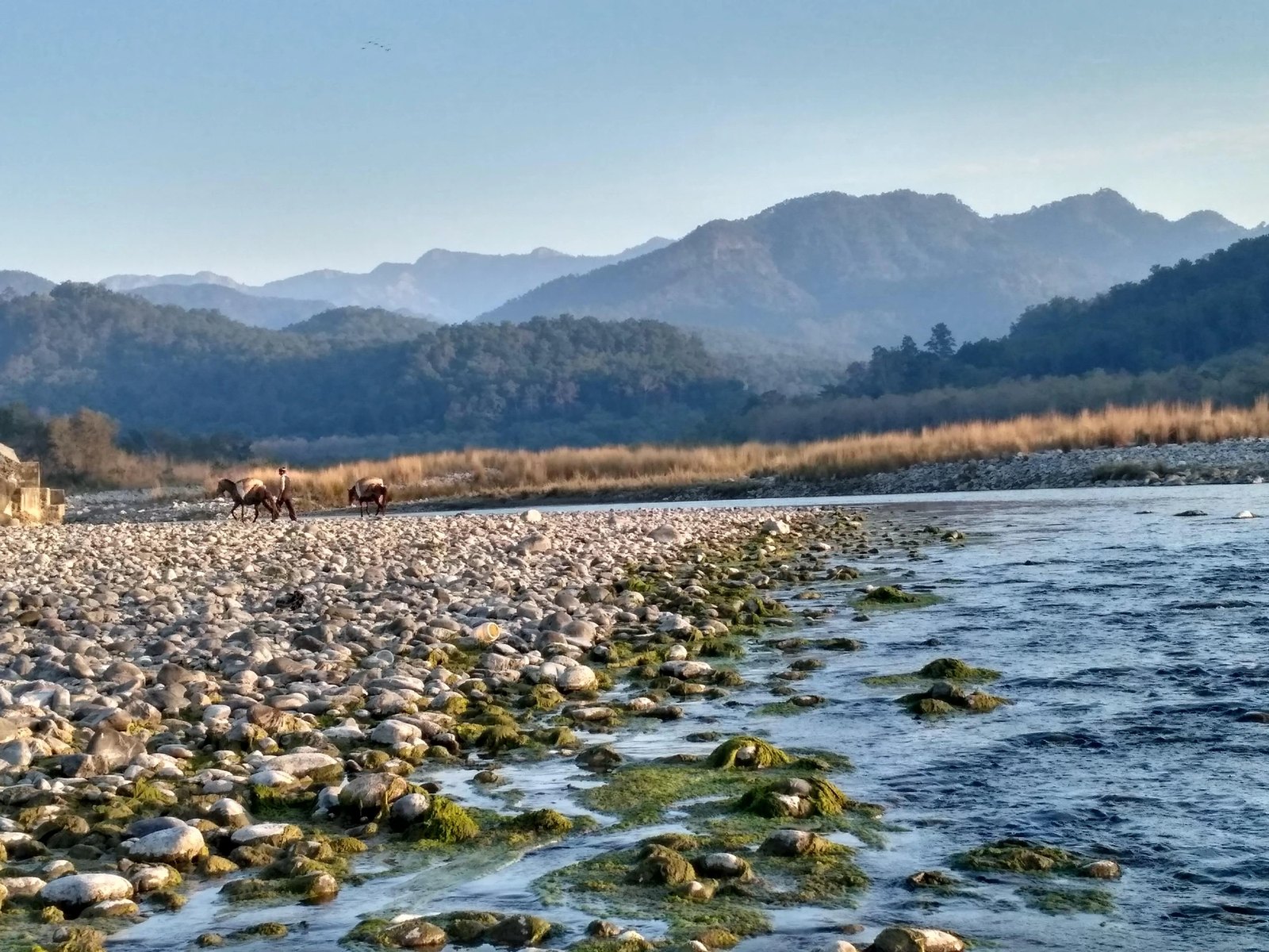 Kosi River, Ramnagar